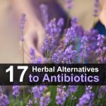 17 Herbal Alternatives to Antibiotics