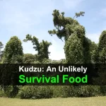 Kudzu: An Unlikely Survival Food