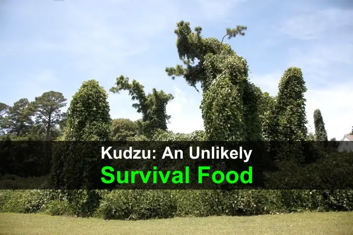 Kudzu: An Unlikely Survival Food