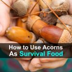 How to Use Acorns as Survival Food