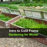 Intro to Cold Frame Gardening for Winter